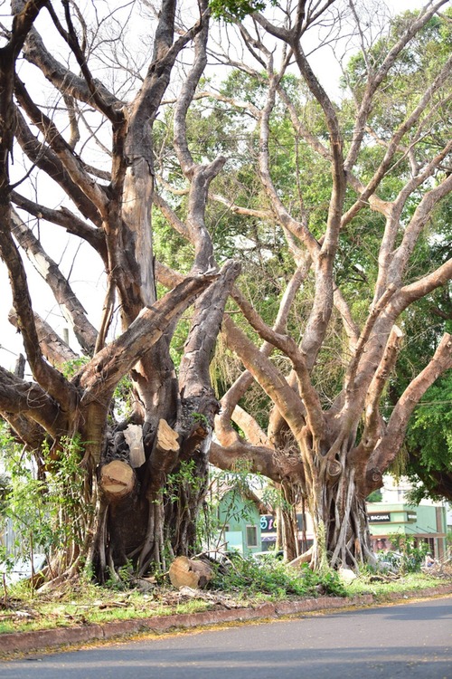 Dia da Árvore: Especialistas suspeitam de envenenamento de figueiras em Dourados