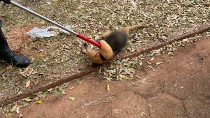 Após ser acuado por cães, tamanduá é capturado em terreno baldio