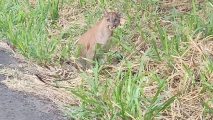 Onça-parda é encontrada ferida às margens da rodovia BR-158