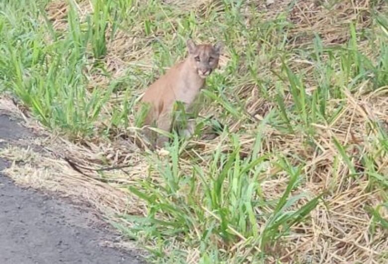 Onça-parda é encontrada ferida às margens da rodovia BR-158