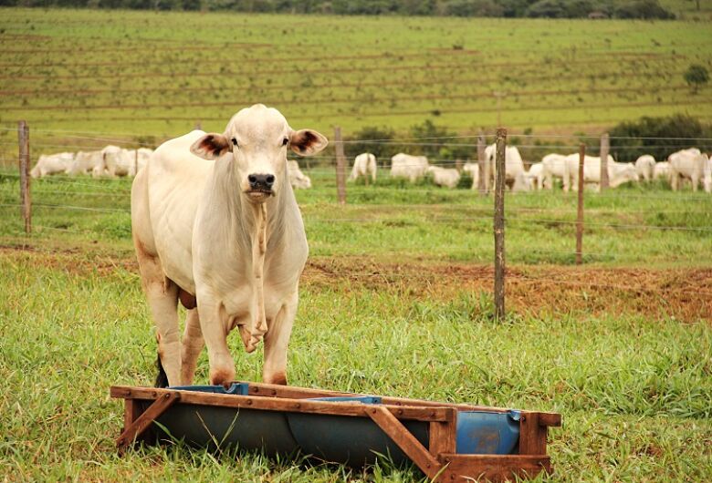 Importações; carnes brasileiras tem aumento de 30% na receita entre janeiro e maio