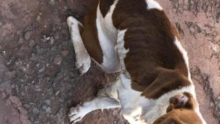 Vítima de maus-tratos, Pitbull é encontrada com problemas neurais