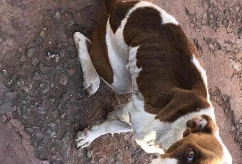 Vítima de maus-tratos, Pitbull é encontrada com problemas neurais