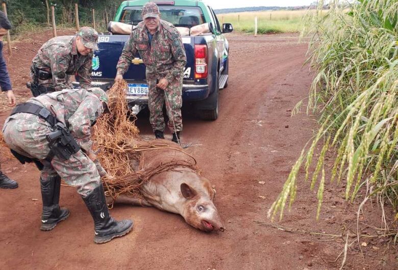 Anta de 250kg é capturada dentro de propriedade particular em Dourados