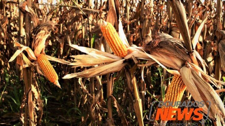 Bioinsumo pode reduzir em 25% o nitrogênio usado na adubação de cobertura do milho