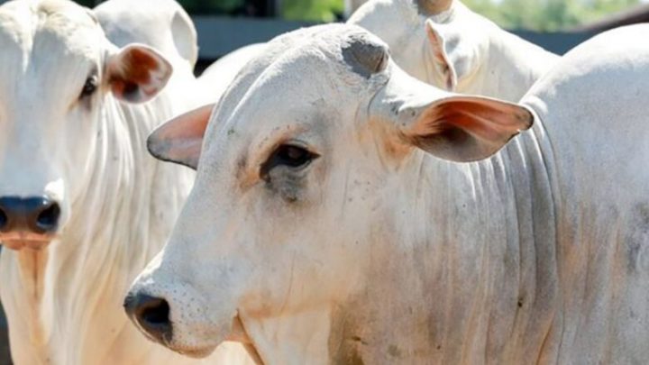 Preço da vaca gorda tem queda nesta quinta-feira em Dourados