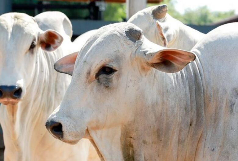 Preço da vaca gorda tem queda nesta quinta-feira em Dourados