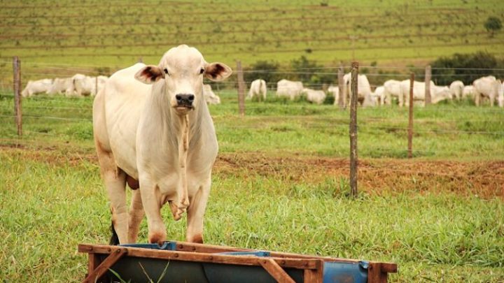 Mercado do agronegócio registra queda nos preços em Dourados