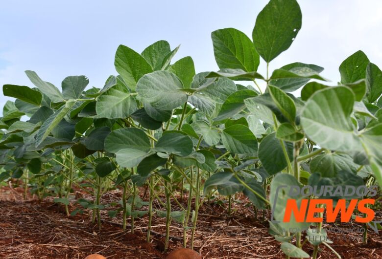 Falta de chuva não afeta produção de soja que segue com boa expectativa em Dourados