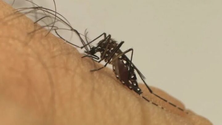 Brasil vive explosão de casos de dengue e pode ter recorde de mortes