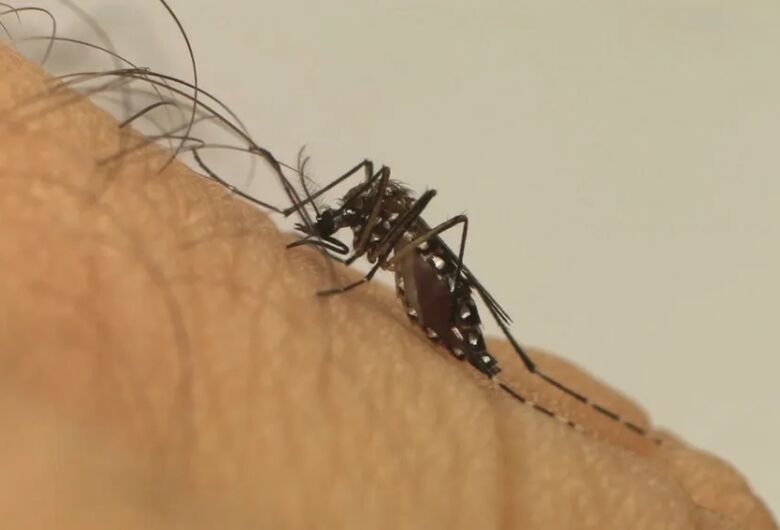 Brasil vive explosão de casos de dengue e pode ter recorde de mortes