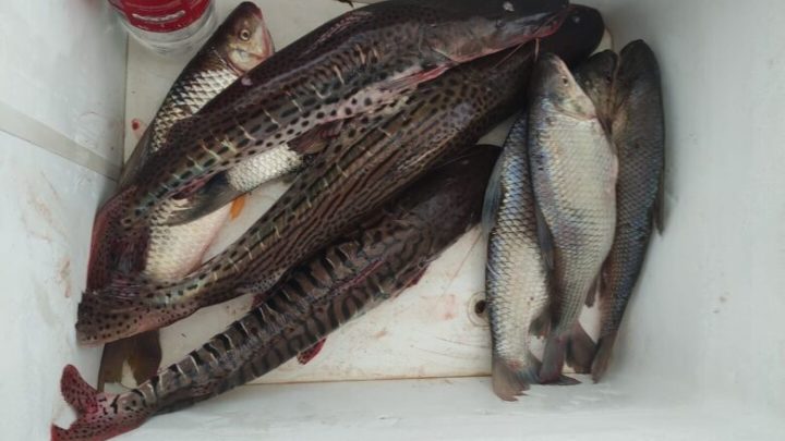 PMA multa três pescadores presos por pesca predatória