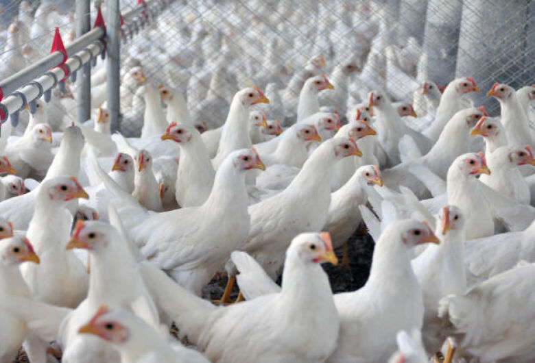 Plano contra a influenza aviária movimenta auditores agropecuários