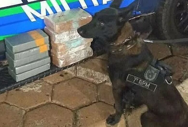 Cão ajuda polícia a apreender maconha e cocaína em festa de Carnaval