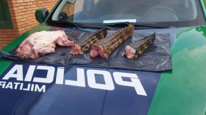 Caçadores são presos com carne de jacarés, quati, pistola e munições