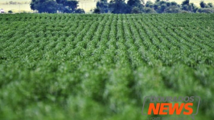 Após constantes quedas, Dourados inicia semana com estabilidade nos preços do agronegócio