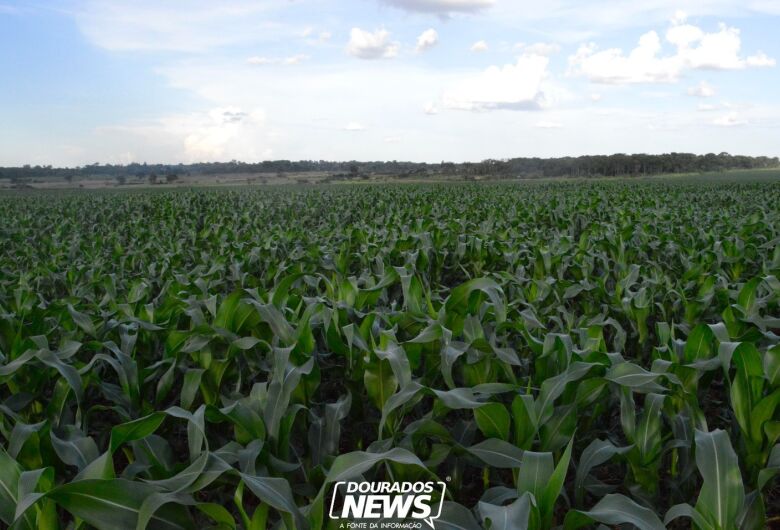 Chuva atrasa plantio do milho e preocupa produtores da região