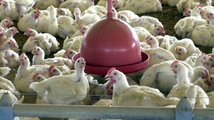 OMS confirma primeira morte por gripe aviária no mundo