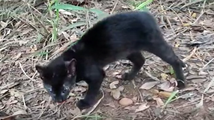 Espécie de gato em extinção é capturada no quintal de casa em Dourados