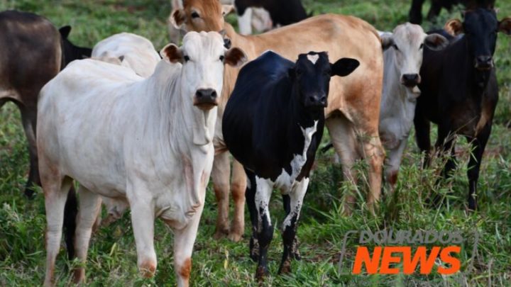 Preços do agro seguem firmes nesta quarta-feira em Dourados