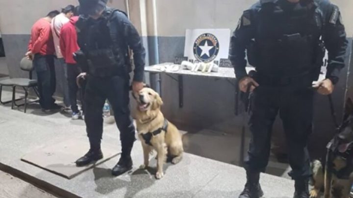 Com ajuda de cães, polícia flagra bolivianos com cocaína em táxi