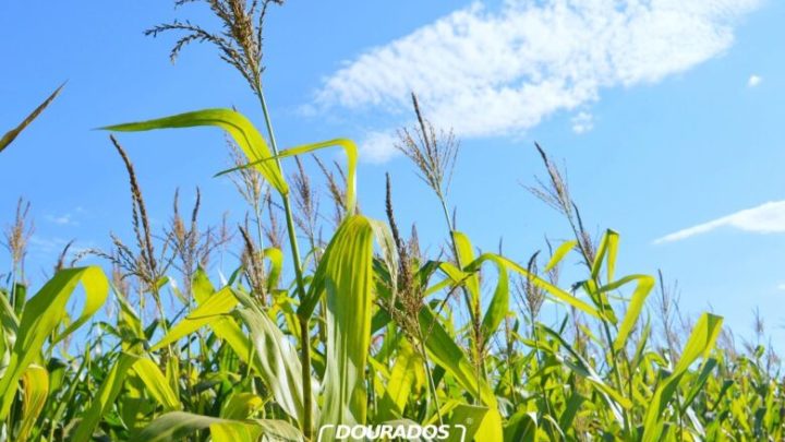 Inverno sob influência do El Niño; o que o produtor pode esperar da estação em Dourados?