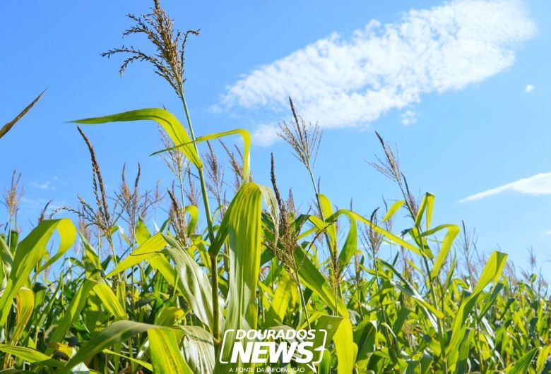 Inverno sob influência do El Niño; o que o produtor pode esperar da estação em Dourados?