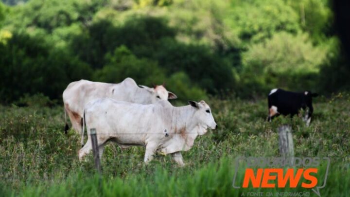 Dourados registra nova queda no preço da carne bovina