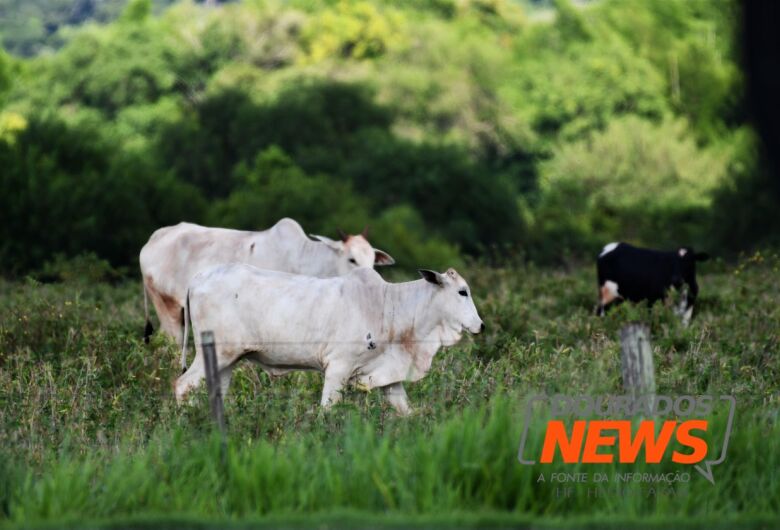 Dourados registra nova queda no preço da carne bovina