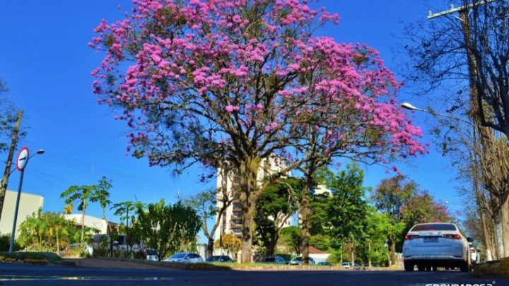 Florada dos ipês colore Dourados neste início de Inverno; veja fotos