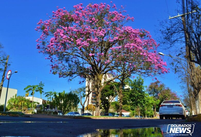 Florada dos ipês colore Dourados neste início de Inverno; veja fotos