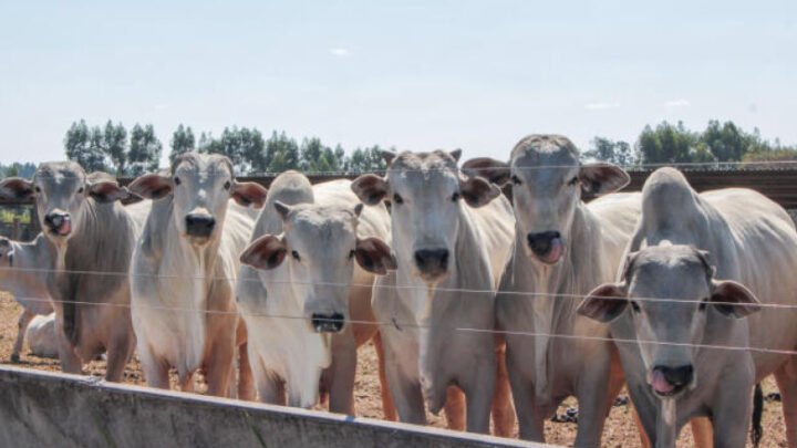 Dourados inicia a quarta-feira com preços da carne em baixa