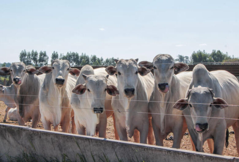 Dourados inicia a quarta-feira com preços da carne em baixa