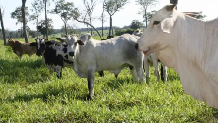 Semana inicia com preços estáveis no agronegócio em Dourados