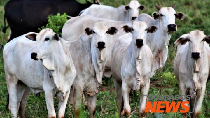 Dourados fecha a quarta-feira com 3ª queda consecutiva no preço da carne bovina