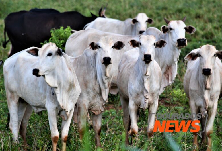 Dourados fecha a quarta-feira com 3ª queda consecutiva no preço da carne bovina