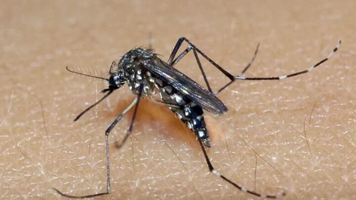 Vacina do Butantan contra chikungunya será analisada pela Anvisa