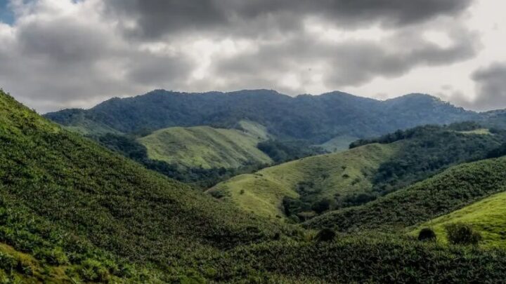 Operação contra o desmatamento da Mata Atlântica começa em 17 estados