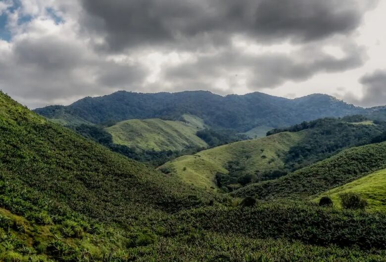 Operação contra o desmatamento da Mata Atlântica começa em 17 estados