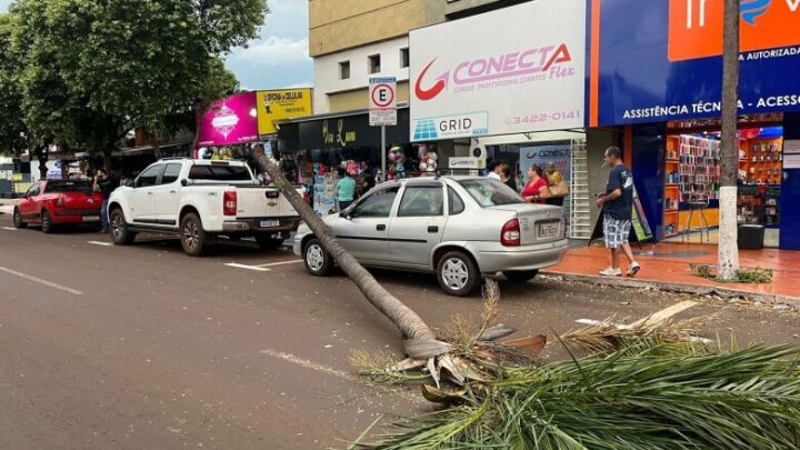 Palmeira cai e atinge dois veículos na Avenida Joaquim Teixeira Alves