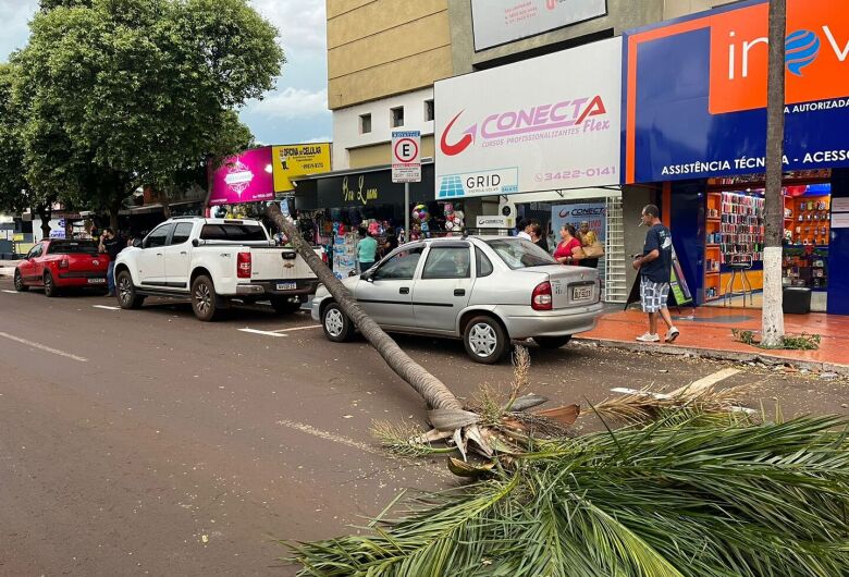 Palmeira cai e atinge dois veículos na Avenida Joaquim Teixeira Alves