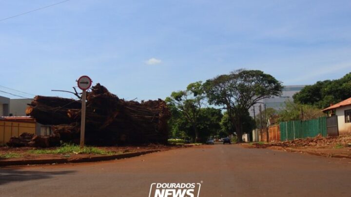 Marçal avalia criar espaço de lazer ao redor do tronco de seringueira que caiu em Dourados