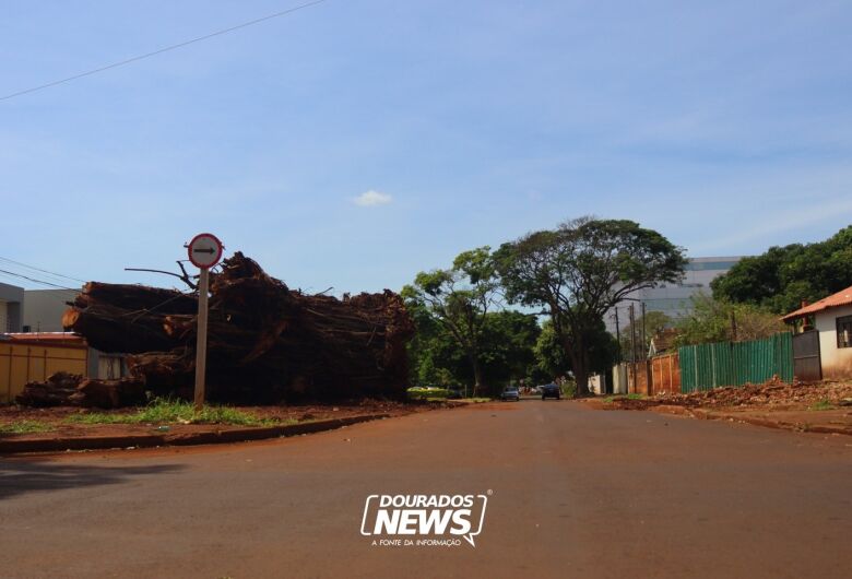 Marçal avalia criar espaço de lazer ao redor do tronco de seringueira que caiu em Dourados